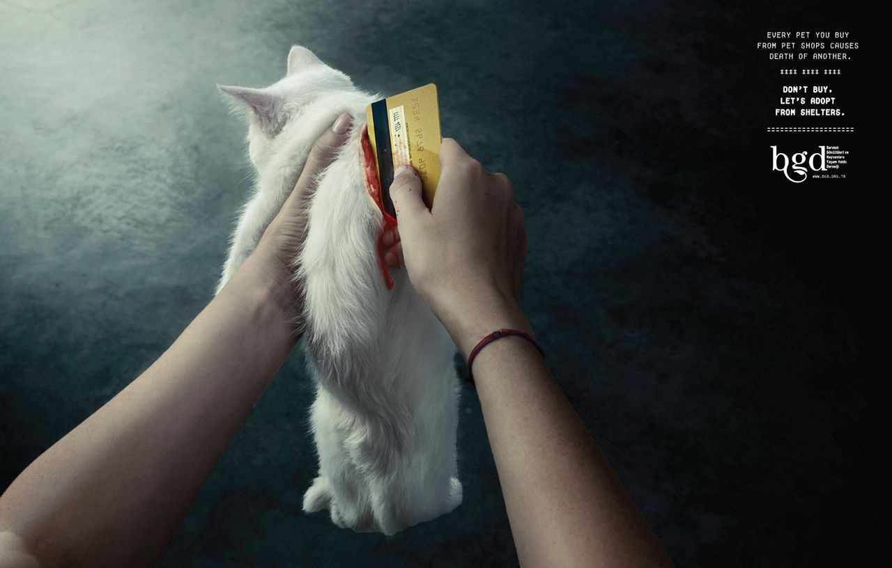上海广告设计公司广告分享——土耳其动物保护协会公益广告创意设计——猫篇