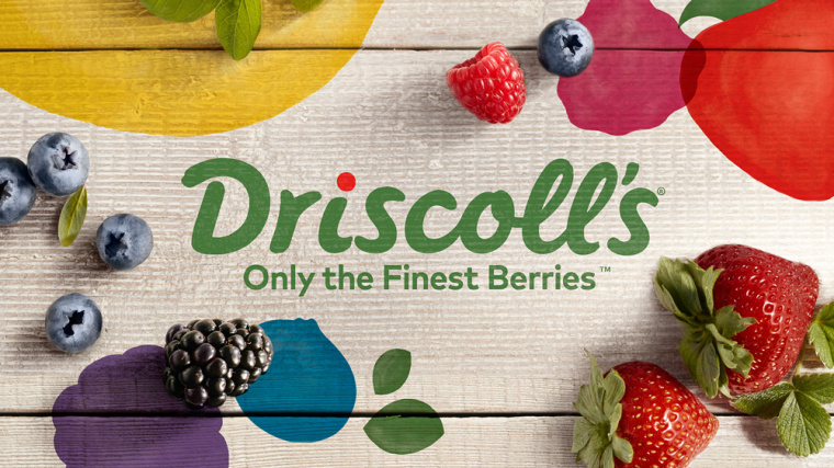 Driscoll''''''''''''''''s 浆果新品牌形象设计logo设计-上海农产品logo设计公司