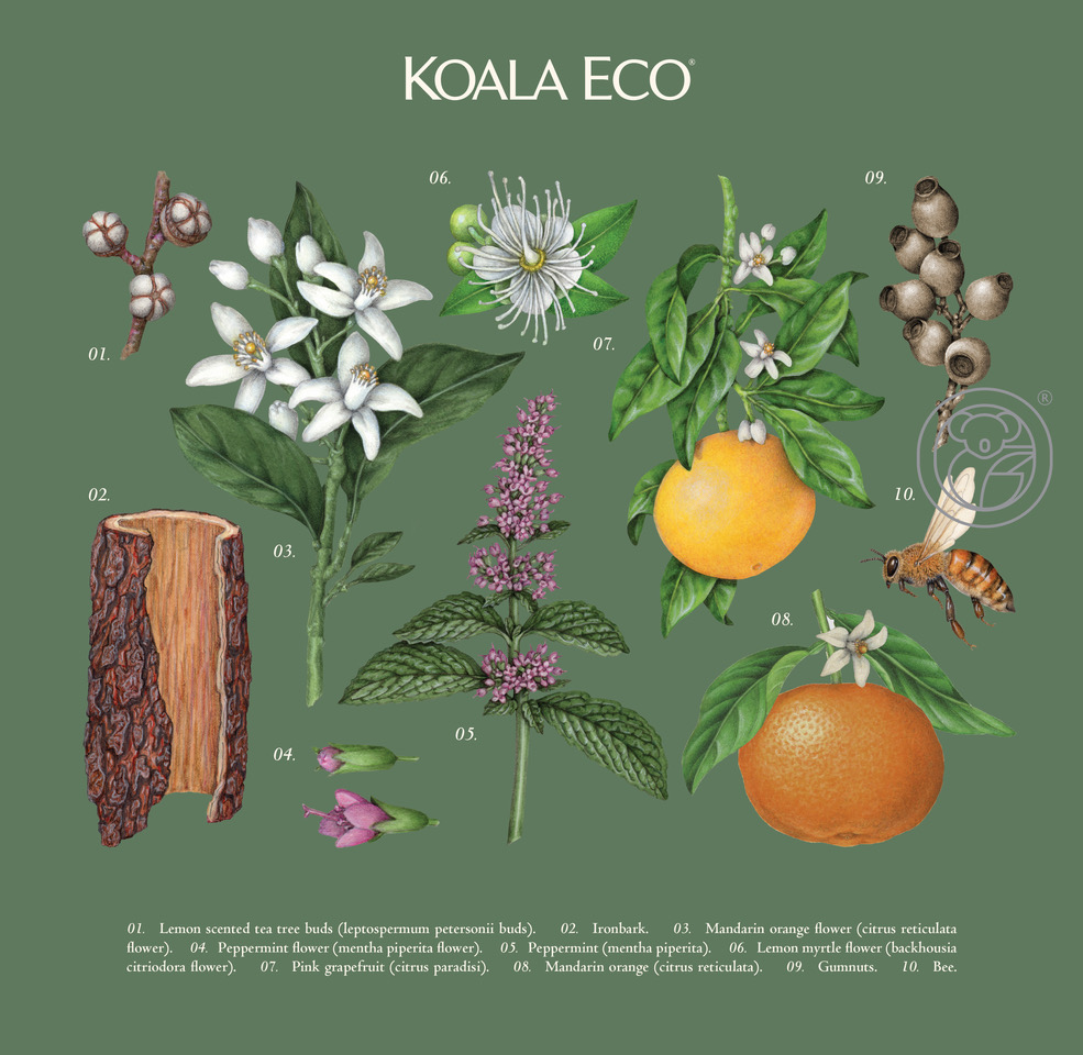 koala 植物精油绿色礼盒包装设计，自然精致的植物花卉昆虫插画